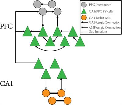 Hippocampal-Cortical Memory Trace Transfer and Reactivation Through Cell-Specific Stimulus and Spontaneous Background Noise